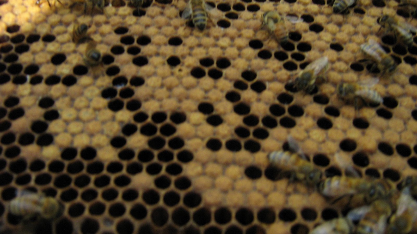 [Bees+025.jpg]