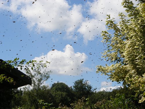 [bee+swarm.jpg]