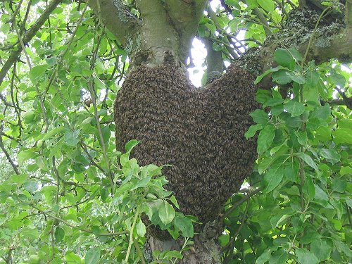 [Bee+heart+swarm.jpg]