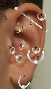 [Earring+piercing+positions.jpg]