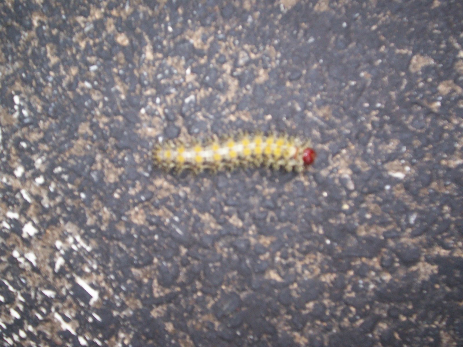 [mutant+caterpillars!.JPG]