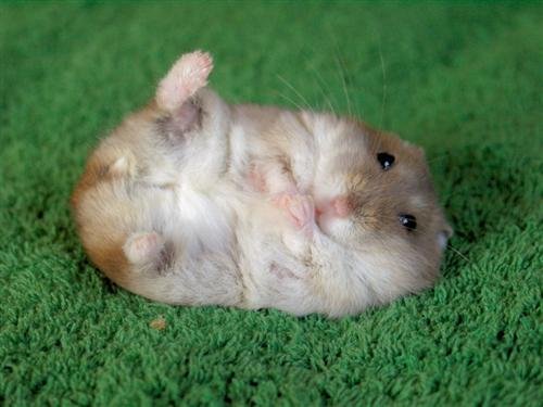 [cute-hamster.jpg]