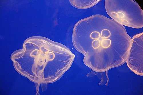 [medusas.jpg]