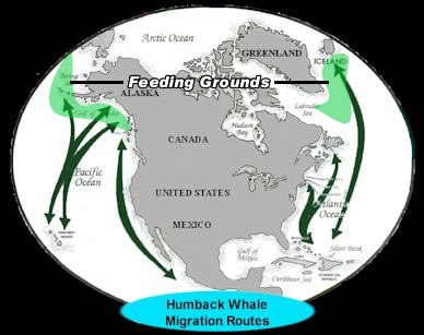 [humpback_migration.jpg]
