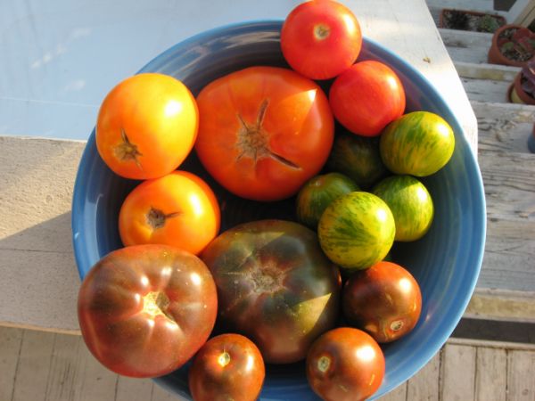 [tomatoes+smaller.jpg]