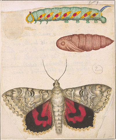 [[Red+underwing+moth+(Catocala+nupta),+caterpillar,+and+pupa].jpg]