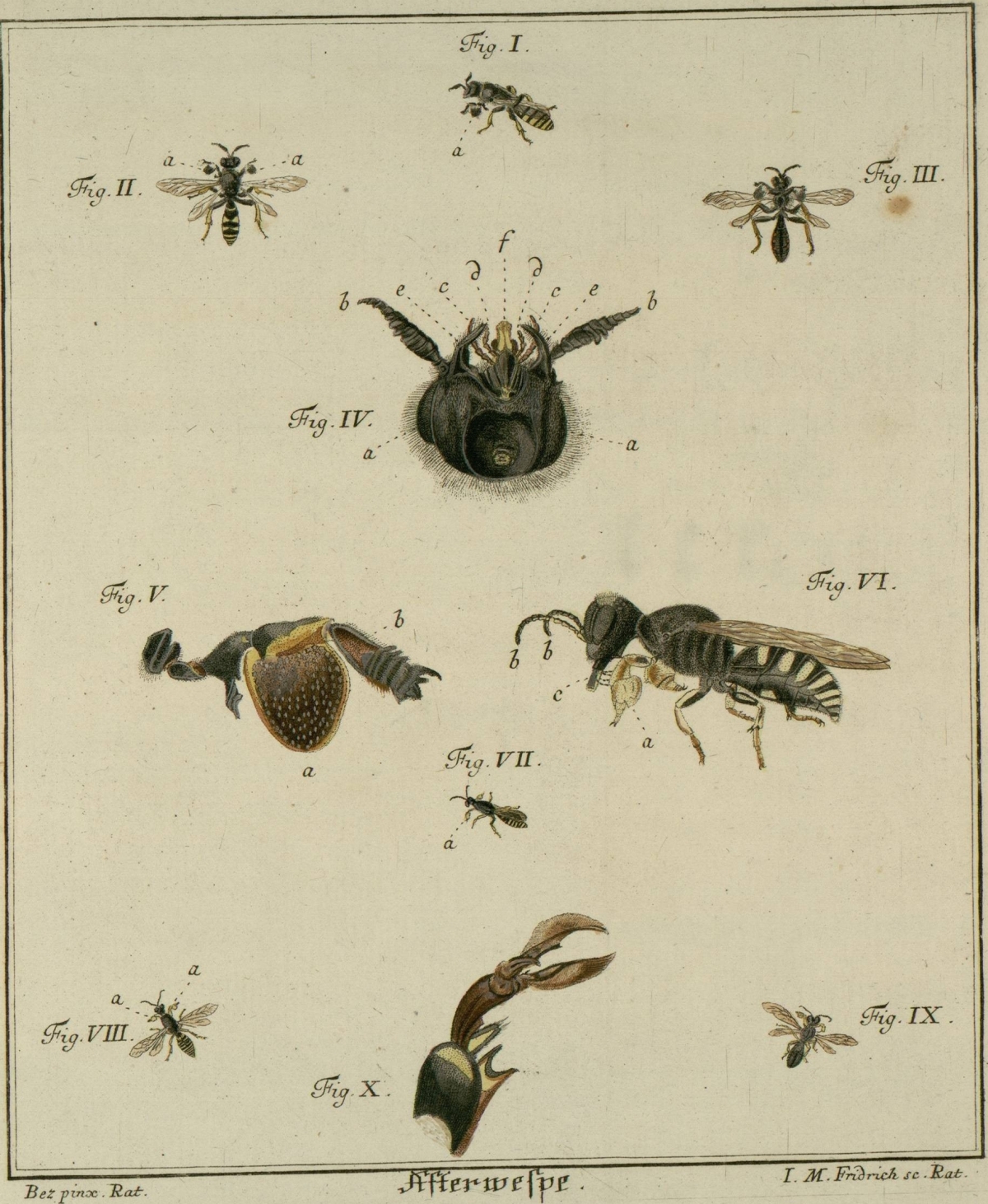 coloured engravings of insects