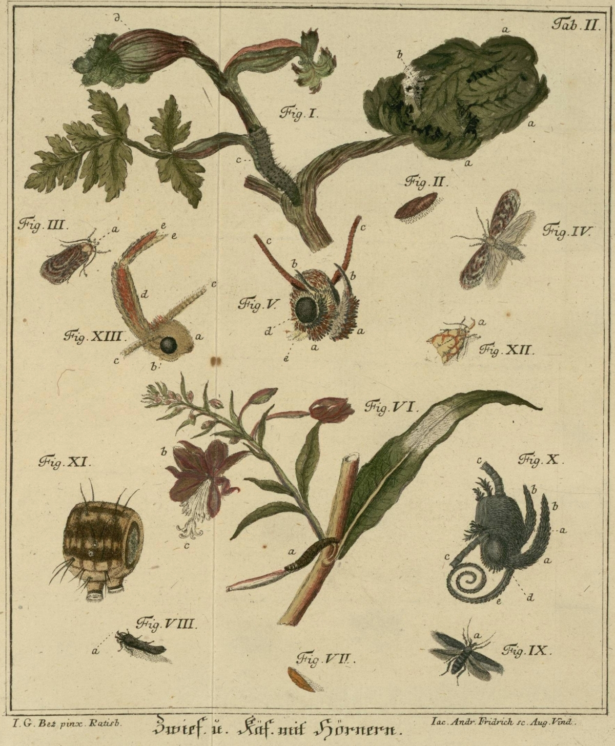 schaeffer insect drawings