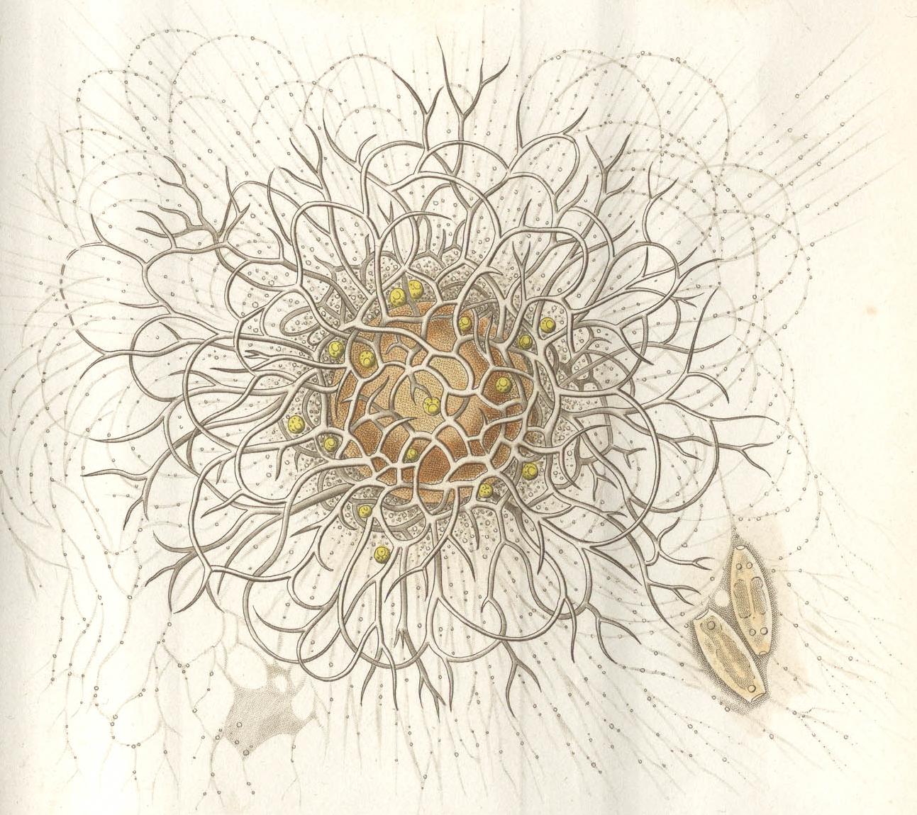 [Haeckel+1865+a.jpg]