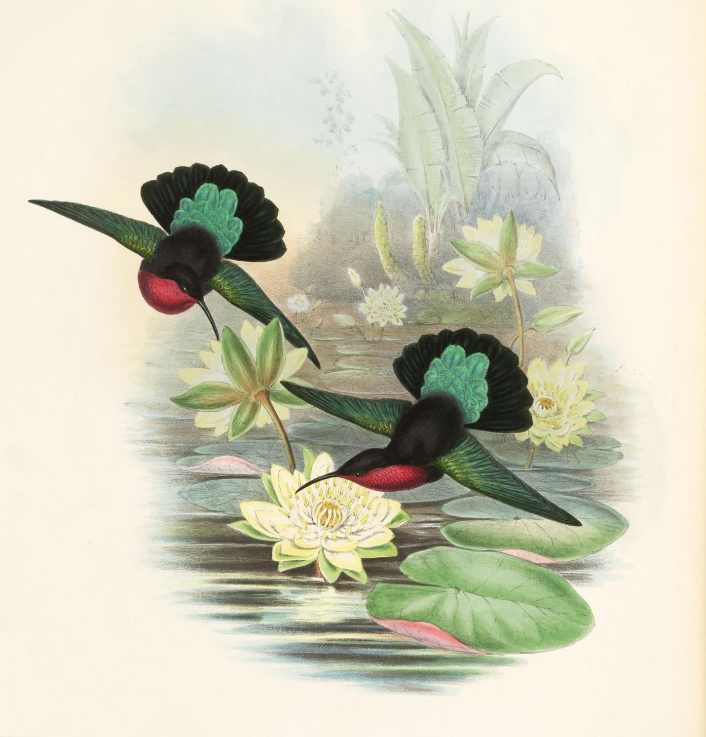 Eulampis jugularis - hummingbirds