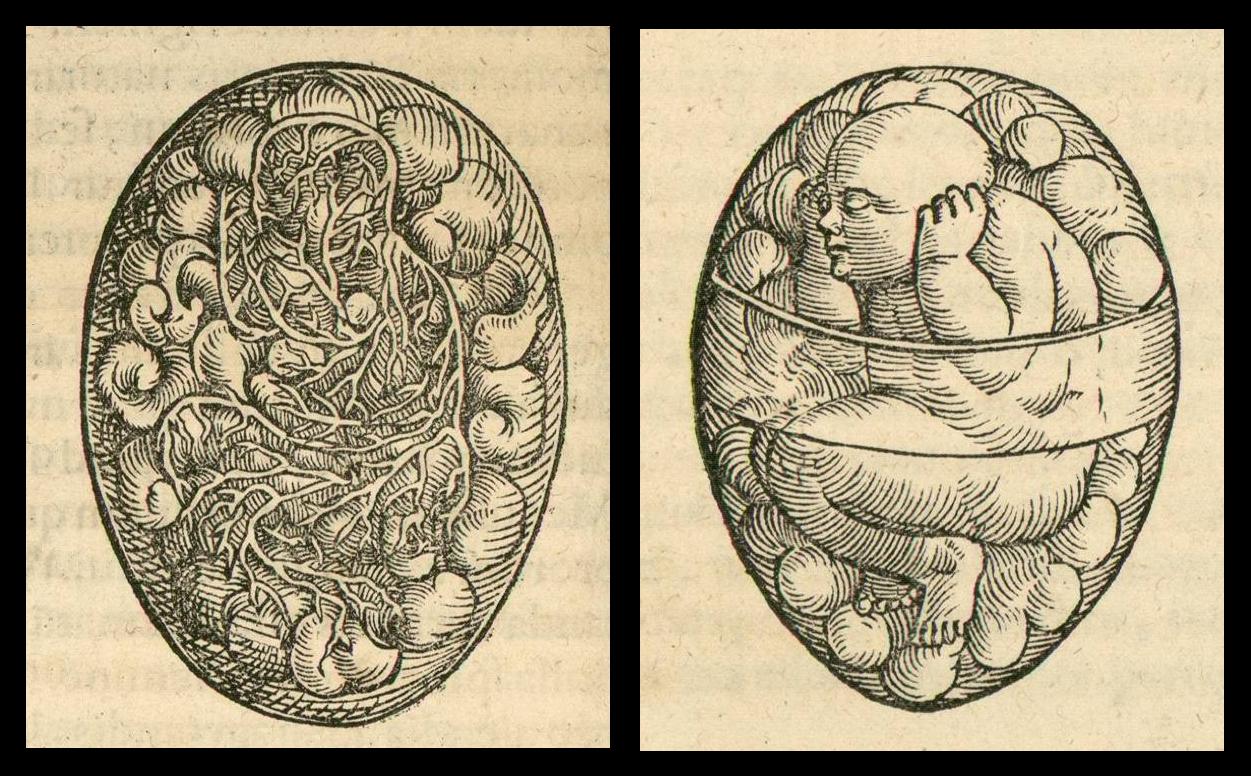 advanced embryo in the renaissance