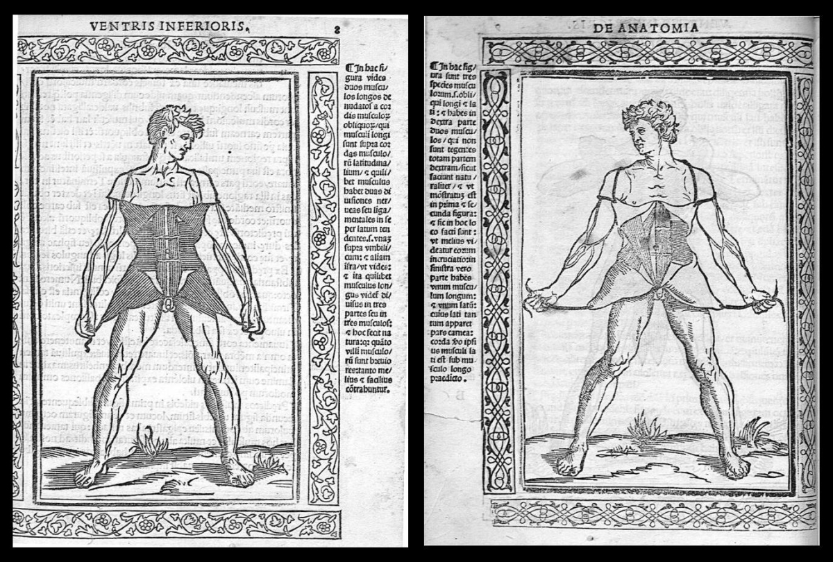 anatomical woodcuts by Berengario, 1523