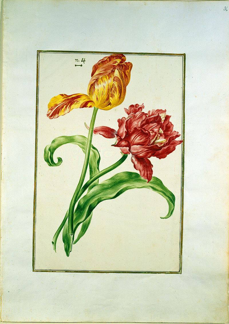 Karlsruher Tulpenbuch