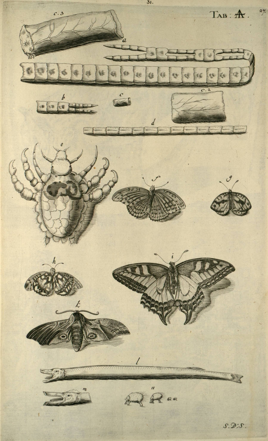 moths and butterflies