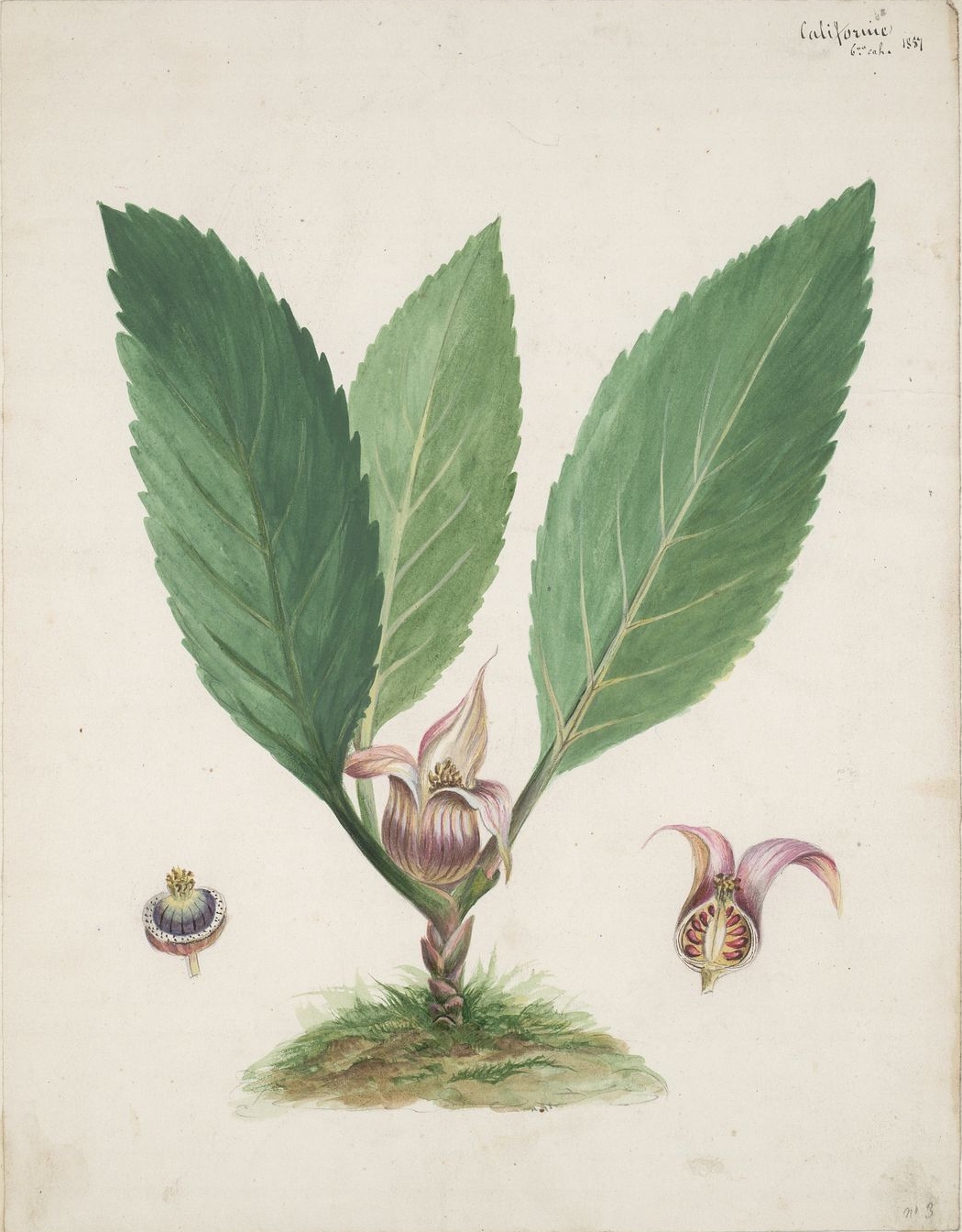 broad leafed plant drawing