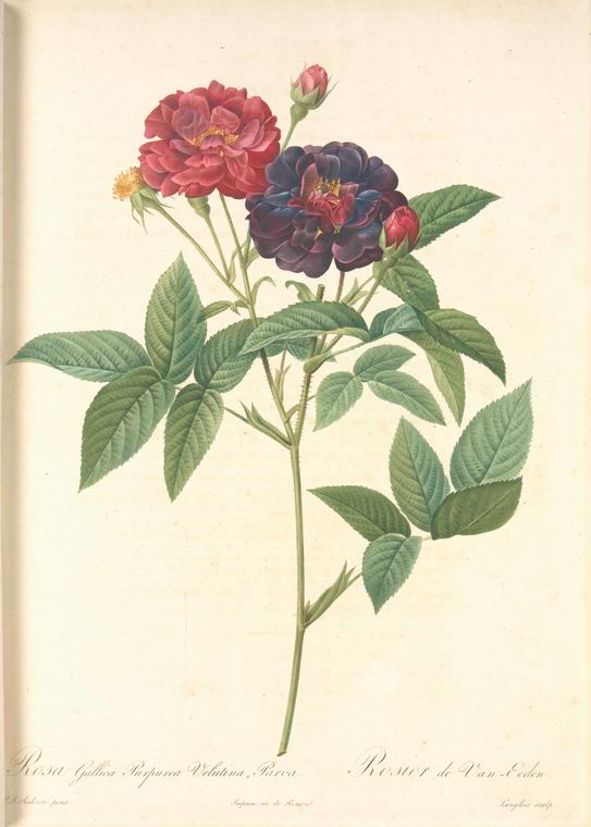 [Rosa+Gallica+Purpurea+Velutina+nypl.jpg]