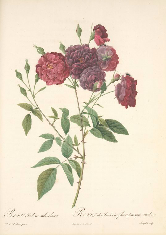 Rosa Indica Subviolacea