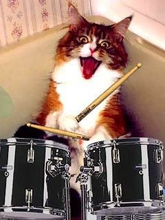[cat+drums.jpg]