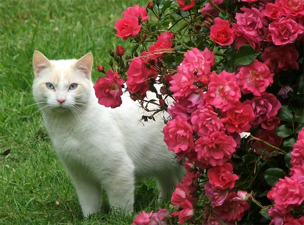 [cat+roses.jpg]