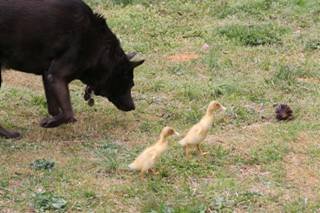 [Dog+and+ducks.bmp]