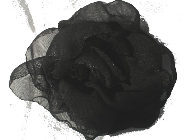 Rosa de gaza negra.