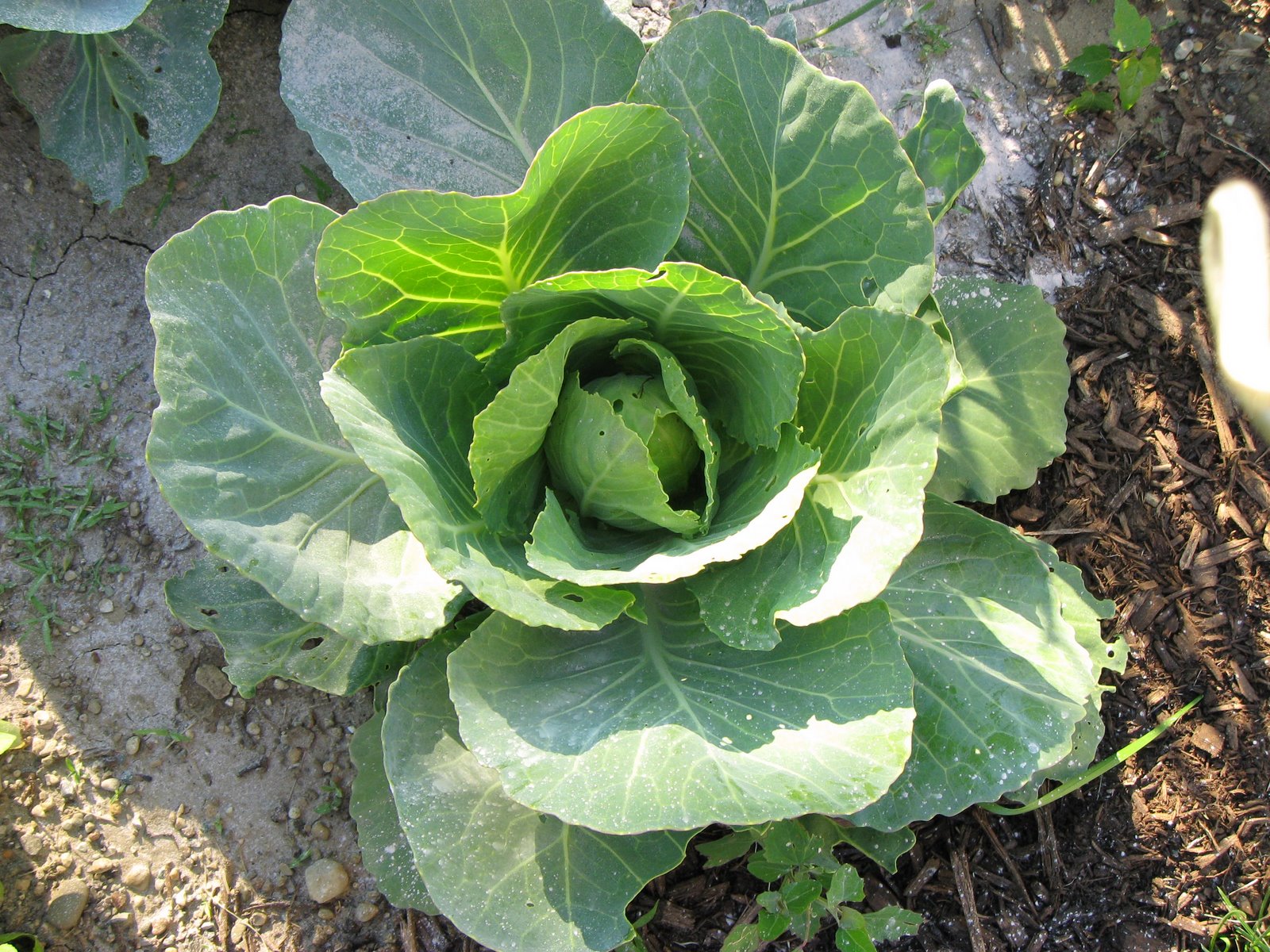 [cabbage1.JPG]