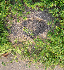[fire_ant_mound.png]