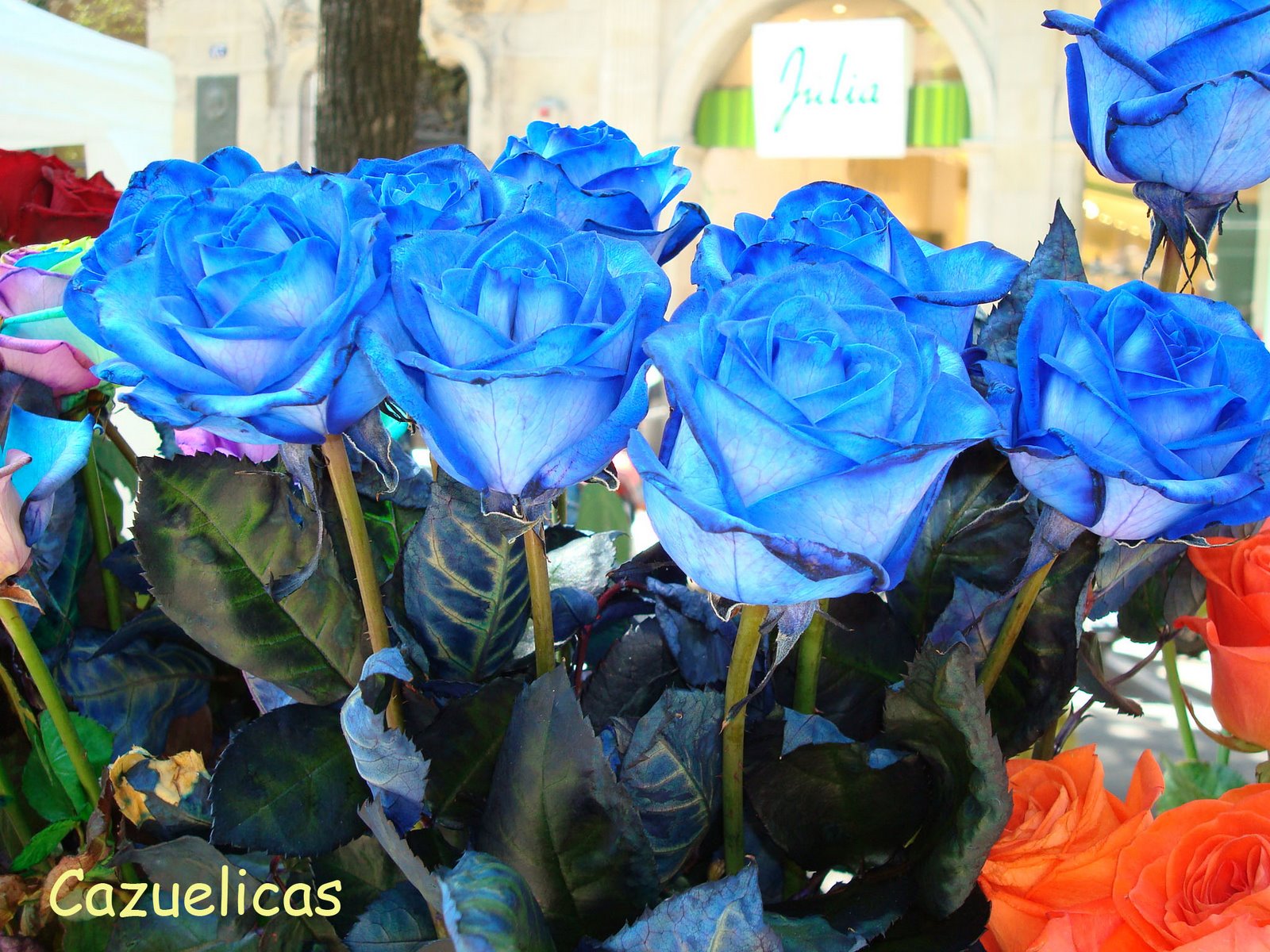 [Rosas+azules.jpg]