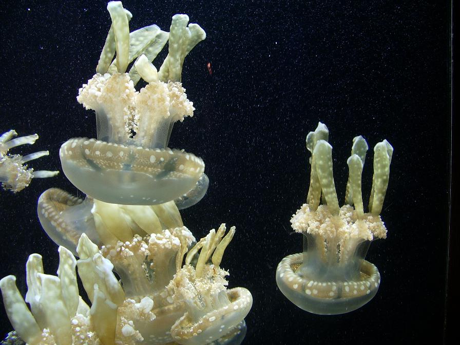 [Spotted+Jellies.jpg]
