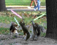 Ninja Squirrels
