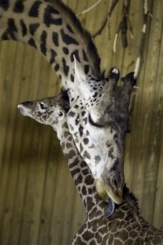 [baby_giraffe.jpg]