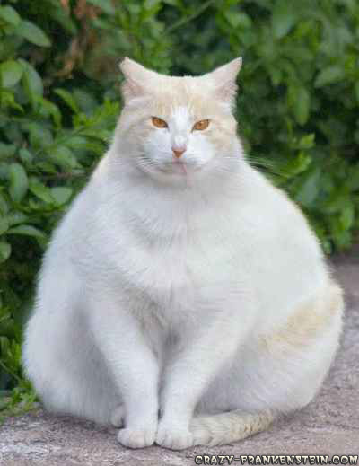 [white-fat-cat.jpg]