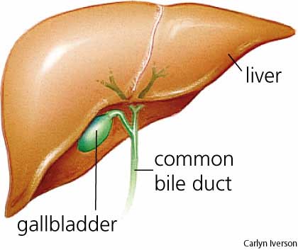 [gallbladder.jpg]