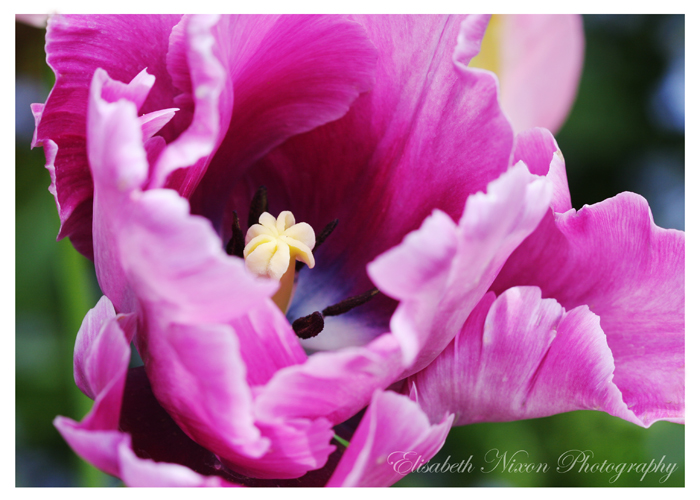 [purple+tulip2-internet.jpg]
