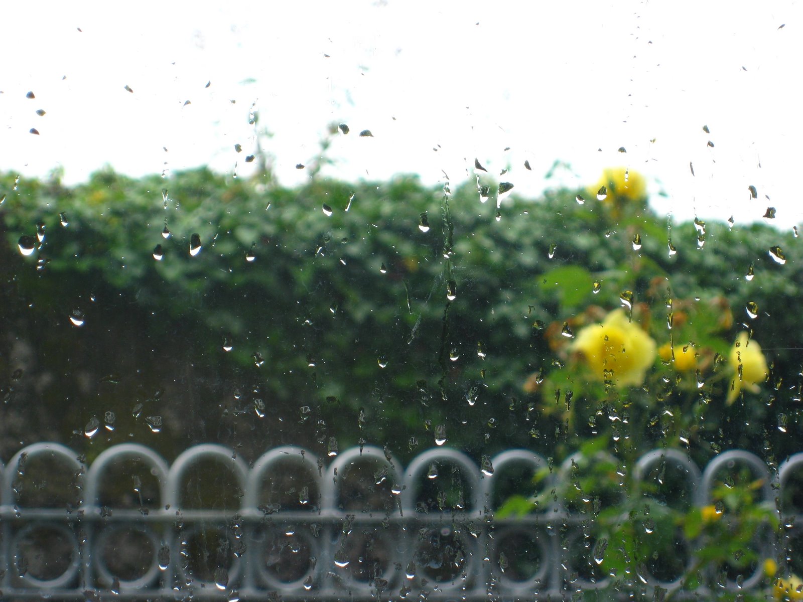 [Raining+in+July+002.jpg]