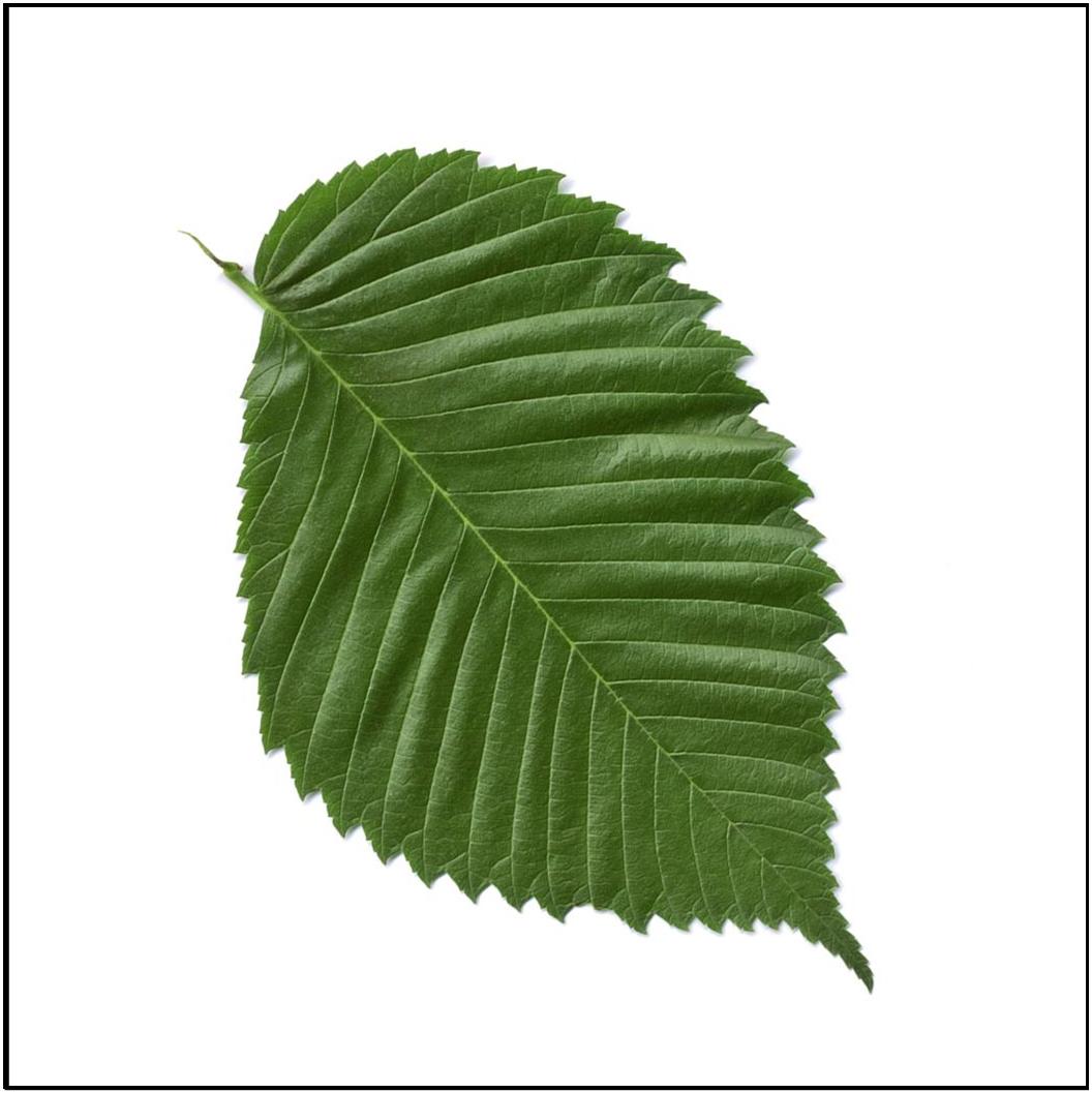 [leaf+pic.jpg]