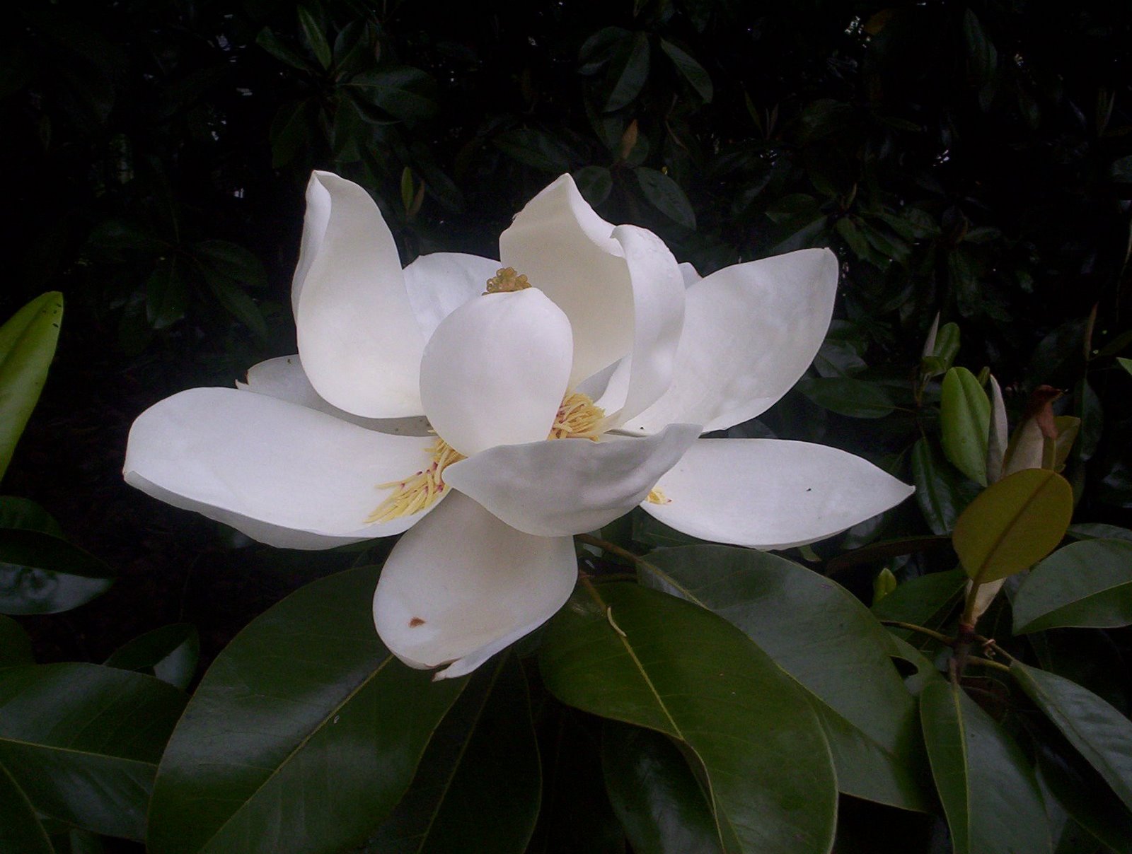 [Copy+of+magnolia.jpg]