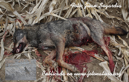 [lobo+muerto+(blog)+-+foto+de+Juan+SagardÃ­a.jpg]