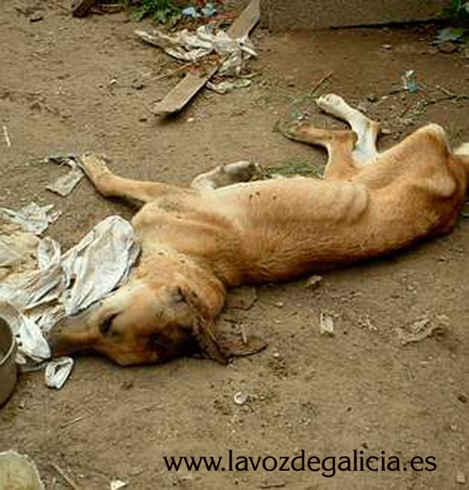 [perro+morto+a+palos+-+foto+La+Voz+de+Galicia.jpg]