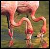 [flamingo2.jpg]