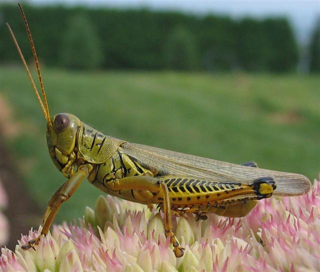 [grasshopper_armor.jpg]