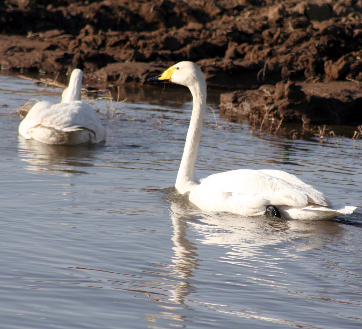 [swans+swimming.jpg]