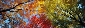 [84478~Colorful-Trees-in-Fall-Autumn-Low-Angle-View-Posters.jpg]