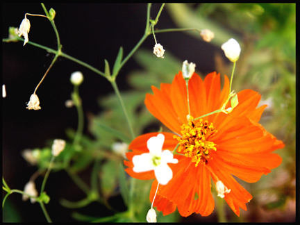 [orange+flower.jpg]