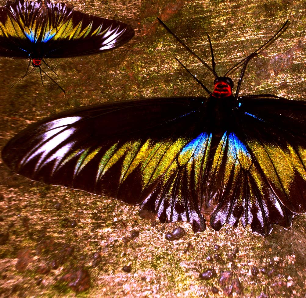 [butterfly+effect.jpg]