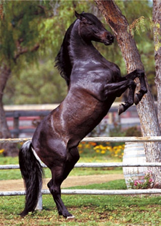 [black beauty horse.jpg]
