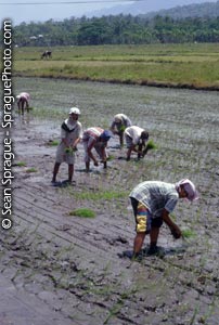 [3589+Farming+Philippines+Women+transplanting+rice+near+Marbel.jpg]