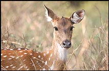 [spotted-deer-bandhavgarh.jpg]