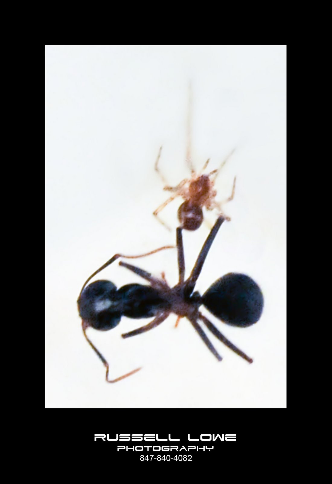 [Spider+&+Ant.jpg]