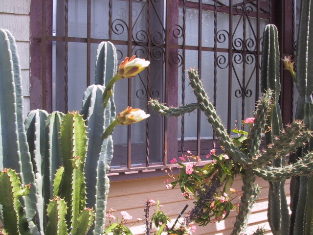 [cactus+and+wrought+iron.jpg]
